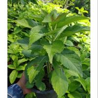 ราคา ต้นไฮเดรนเยีย (2273357815)