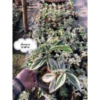 ราคา เอื้องหมายนาด่าง Cheilocostus speciosus (8157744816)
