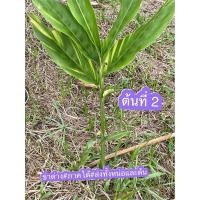 ราคา ข่าด่าง#ไม้ด่าง#ภาคใต้ (8377617655)