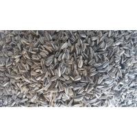 ราคา ต้นอ่อนทานตะวันเพาะงอก เมล็ดพันธุ์ลายไทย (17126877655)