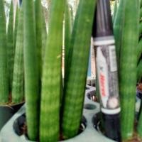 ราคา ลิ้นมังกรงาช้าง ว่านงาช้าง (7617694194)