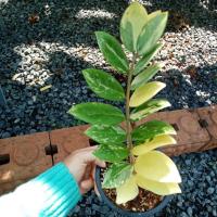 ราคา กวักมรกตด่างสวยทุกใบ (21959692685)