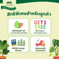 ราคา เมล็ดพันธุ์/พร้อมส่ง ❗ รหัส 002 ตำแยแมว แคทนิป Catnip เมล็ดพันธุ์แท้ OP แมวร่าเริง ช่วยคลายเครียด ไม่มีอันตราย ตำแยแมวผ (20333764291)