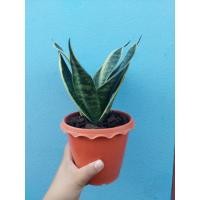 ราคา ต้นลิ้นมังกรแคระขอบเหลือง ต้นไม้ฟอกอากาศ ในกระถางสีส้มอิฐ ขนาด 5 นิ้ว (11572903805)