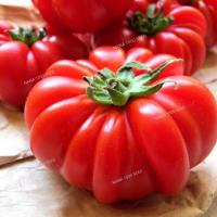 ราคา เมล็ดพันธุ์มะเขือเทศคอสโตลูโต Costoluto tomato seed (22928201773)