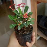 ราคา #โป๊ยเซียน#โป๊ยเซียนแคระ#,ต้นไม้มงคล (6039786351)