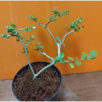 ราคา บอนไซ เพรมน่าไต้หวัน ดอกสีเขียว (6595330559)