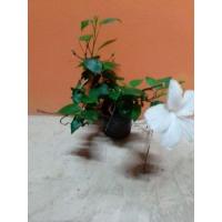 ราคา ต้นชบาขาวชบาแดงชบาชมพู (5772492254)