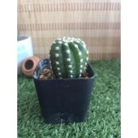 ราคา อิชินอปซิส ส่งพร้อมกระถาง (3963242086)
