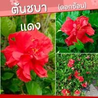 ราคา ต้นกล้า ต้นชบาดอกแดง ชบาราคาส่ง Hibiscus ชบาซ้อนดอกแดง (22921139297)