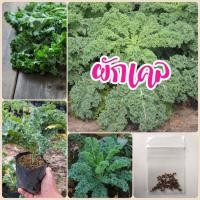 ราคา เมล็ด​พันธุ์​ ผักเคล ควีน ผักคะน้าใบหยิก 100 เมล็ด ผักสลัด (19372822484)