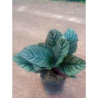 ราคา ต้นคล้าขุนแผนเรียกทรัพย์#โชคลาภไม้มงคล พุ่มใหญ่ (13308150052)