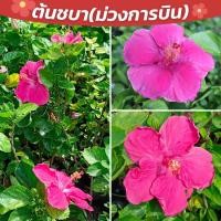 ราคา ดอกชบา ต้นชบาแฟนซี สีสวย ต้นชบา กิ่งพันธุ์ต้นชบา ดอกดก สีสวย ชบาสีม่วงการบิน (23426197218)