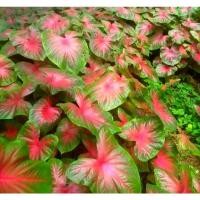 ราคา หัวบอนสี ช้างเผือกใบบัว หัวละ 17 บาท (13808880052)