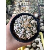 ราคา กระบองเพชร แคคตัส แอสโตรไฟตัม ซุปเปอร์ คาบูโตะ วีไทป์ (cactus astrophytum super kabuto v-type) (20570217666)