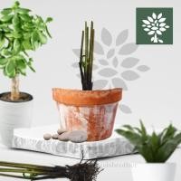 ราคา [โค้ดส่งฟรีลด45] depuri store official ร้านแท้ ต้นกล้าผักกูดสำหรับปลูก ไร้สาร ใครๆก็ปลูกได้ แต่จะขึ้นป่าวอีกเรื่อง555 (14202885060)