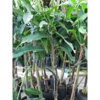 ราคา ต้นกล้ามะม่วงเขียวเสวย ต้นละ 150 บาท เท่านั้น (6700367420)