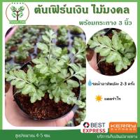ราคา ต้นเฟิร์นเงิน พร้อมกระถาง 3 นิ้ว ต้นไม้มงคล ต้นไม้ฟอกอากาศ ต้นไม้ประดับ ต้นไม้จิ๋ว ต้นไม้แคระ (7763179037)