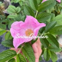 ราคา กุหลาบ โรกูซ่า กุหลาบญี่ปุ่นหายาก ดอกหอมแรง ดอกสีม่วงอมชมพู ✨ (5881585997)