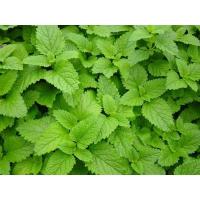 ราคา เมล็ดพันธุ์เลม่อนบาล์ม (Lemon Balm) สระแหน่ฝรั่ง (18075777693)