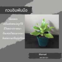 ราคา ต้นกวนอิมพันมือหรือวาสนาเลื้อย (12626840036)