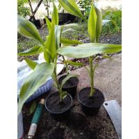 ราคา ไผ่กวนอิม ต้นละ35บาท 3ต้น100 (6845989651)