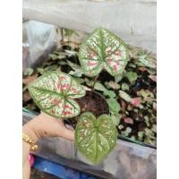 ราคา บอนสีสวยๆ ไทยนิยมยิ่งโตยิ่งสวยจัดส่งไล่ๆกับต้นที่ลง (8675622101)