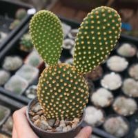 ราคา หูกระต่าย หูมิกกี้เมาส์ ไซต์ใหญ่ กระบองเพชร แคคตัส (3222603682)