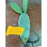 ราคา โอพันเทียใบเสมา กระบองเพชร​หูกระต่าย​ขายเป็นใบ (3453604804)