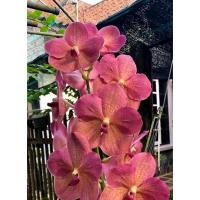 ราคา กล้วยไม้แวนด้า Ami new ไม้ใหม่ไม่ติดดอก พร้อมส่ง (21416309915)