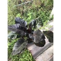 ราคา ต้นกุมารดำเรียกทรัพย์ (Philodendron Black Cardinal) (12070178113)