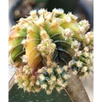 ราคา LB2178 แอลบี 2178 แท้ด่าง Gymnocalycium friedrichii LB 2178 Agua dulce LB 2178 (9090334343)