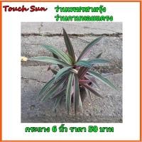 ราคา ต้นเพชรสายรุ้ง ว่านกาบหอยแครง กระถาง 6 นิ้ว (18035663400)