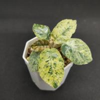 ราคา มะพร้าวทะเลทรายใบกลมด่าง(dorstenia foetida var.) (17570254127)