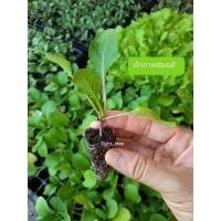 ราคา ต้นกล้าผักกาดฮ่องเต้>>ไม่พรีออเดอร์>>พร้อมส่ง!!!!‼ (6054256050)