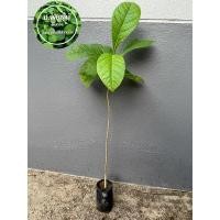 ราคา ต้นสักทอง ต้นสัก กล้าไม้เศรษฐกิจ ขนาด 40 เซนขึ้นไป ‼️หากเสียหายเครมฟรี ไม่มีค่าใช้จ่าย‼️ (8883859278)