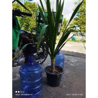 ราคา ต้นจันทร์ผา หมายเลข 4 [สูง~1.2 เมตร วัดจากก้นกระถางถึงยอดส่วนที่สูงที่สุด] ส่งแบบถอดกระถาง (ล้างและตัดแต่งราก ทาปูนแดง) (5354318976)