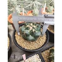 ราคา แคคตัสช้าง Coryphantha elephantidens (3554011179)