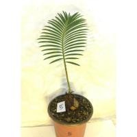 ราคา ปรงญี่ปุ่น (Sago palm) ขนาดกระถาง3นิ้ว (20507104450)