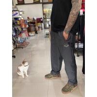 ราคา กางเกงแทรคสูทผ้าร่มgrandsportสีเทา เหลือsize M/1ตัว L/1ตัว XL/1ตัว 2XL/1ตัว 3XL/1ตัว (6091733419)