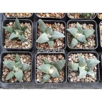 ราคา อริโอคาปัสเรทูซัส ariocarpus retusus (3075421783)