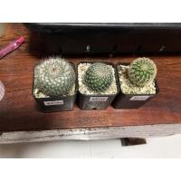 ราคา แมมแม่เฒ่า นกฮูก เรนโบว์ (19436727893)