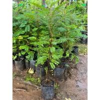 ราคา (พร้อมส่ง‼️)ต้นธรณีสารคัดสวยๆ (23775492188)