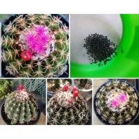 ราคา เมล็ดเมโลแคคตัส Melocactus seed (6555679684)