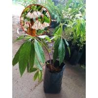 ราคา ต้นกระดิ่งนางฟ้าหรือไครย้อย (9950589459)