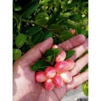 ราคา ต้นมะม่วงหาวมะนาว​โห่​ สรรพคุณ​เยอะ (9759457906)