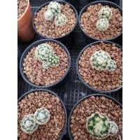 ราคา แมมขนนกเหลือง แคคตัส Mammillaria Schiedeana (ลุ้นสีดอก) (10610113080)