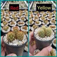 ราคา กระบองเพชร แคคตัส (Cactus) แมมนิ้วทอง (mammillaria elongata) (5900069321)