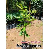 ราคา ต้นมะนาวแป้นพิจิตร ดูแลง่าย ลูกดก น้ำเยอะ (19419996965)