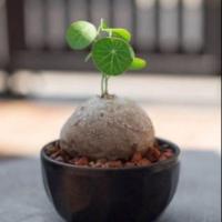 ราคา บัวบกโขด ไม้โขดจิ๋ว ไม้ฟอกอากาศ (7943975904)